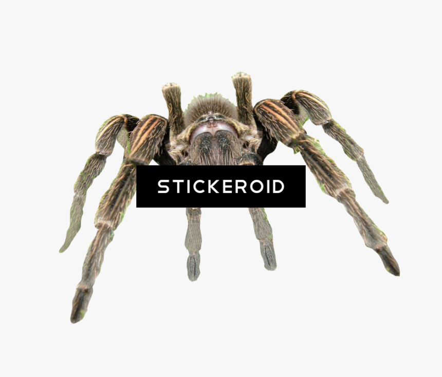Cute Spider Pic - Tarantula Transparent Background, HD Png Download, Free Download