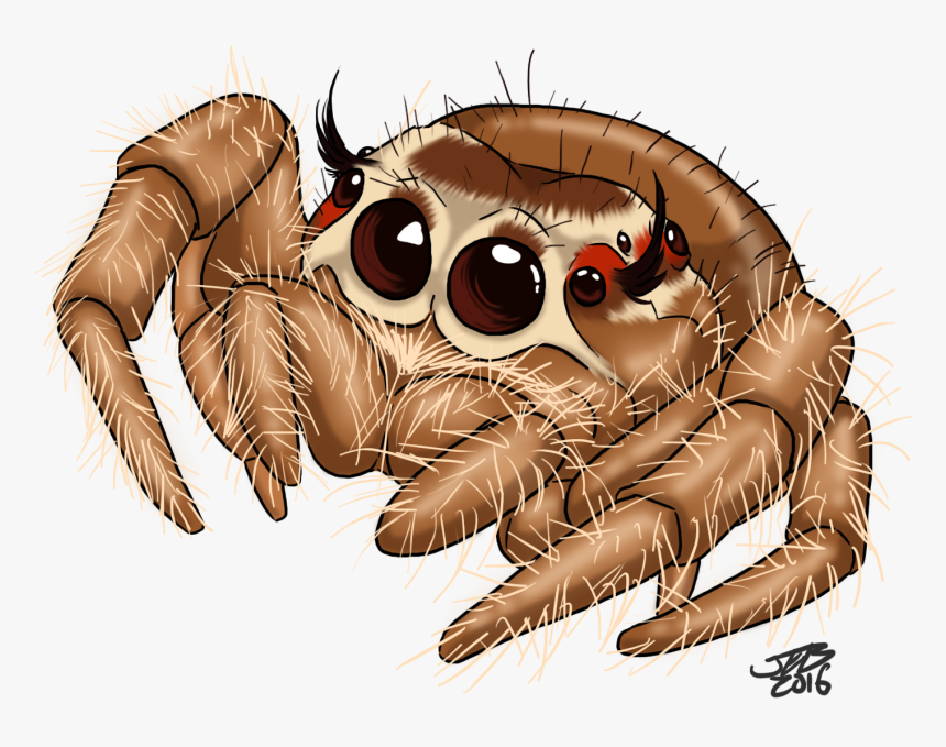 Spider Clipart Drawn - Cute Jumping Spider Drawing, HD Png Download, Free Download