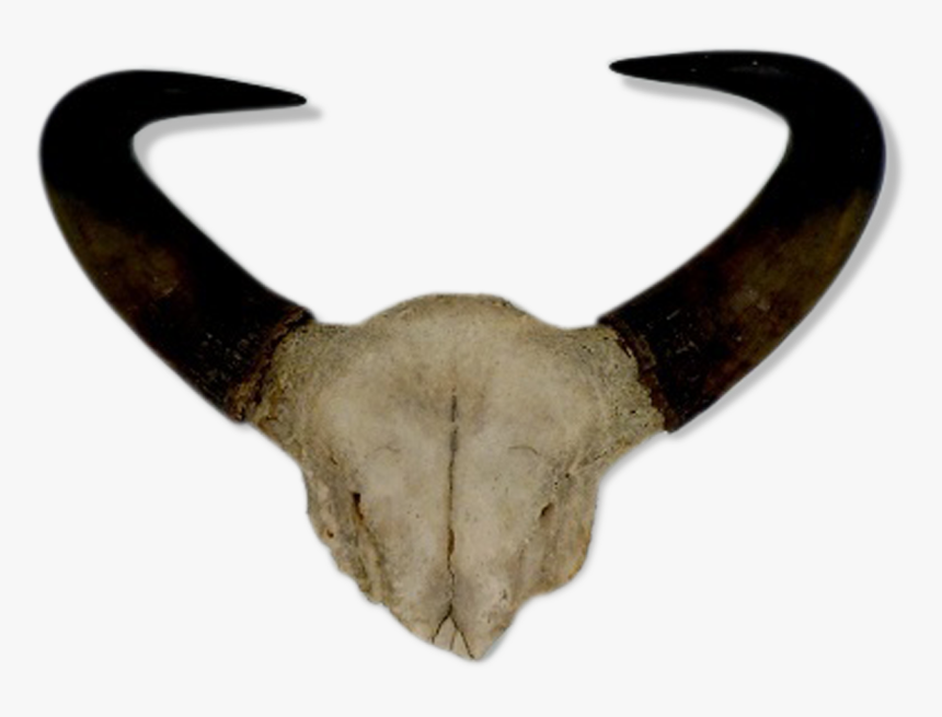 Pair Of Horns Of Buffalo"
 Src="https - Horn, HD Png Download, Free Download