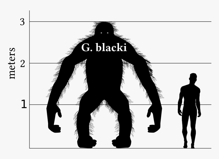 Gigantopithecus Blacki, HD Png Download, Free Download