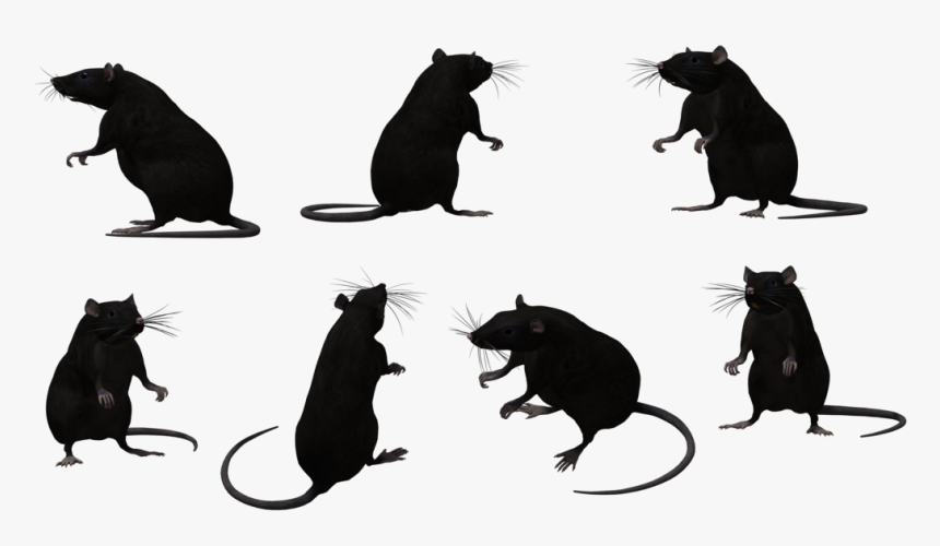 Black Rat Animal Muroidea Silhouette - Rat Silhouettes Png, Transparent Png, Free Download