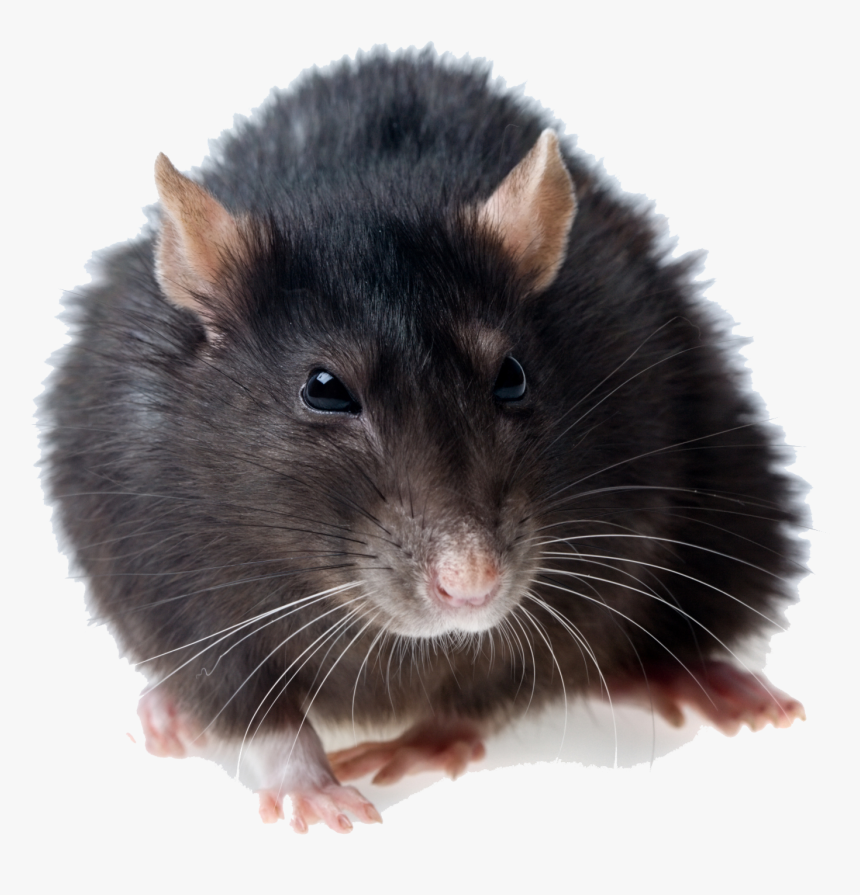 Rat Transparent Png - Rat Transparent Background, Png Download, Free Download