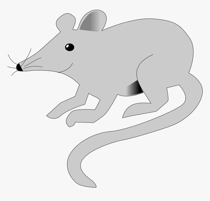 Easy Way To Draw Rats With A Colour, HD Png Download, Free Download