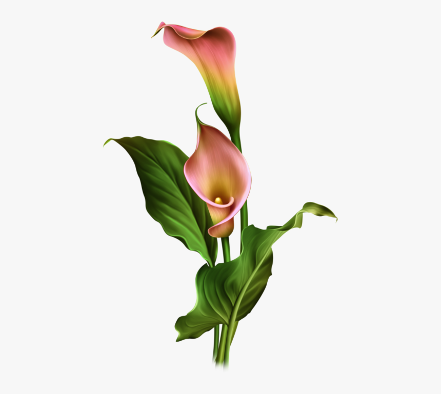0 14e4d1 Daffabc Orig Wood Vase, One Stroke Painting, - Calla Lily Flower Png, Transparent Png, Free Download