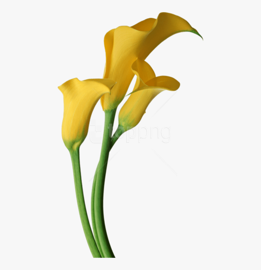 Free Png Download Yellow Transparent Calla Lilies Flowers - Yellow Calla Lily Clipart, Png Download, Free Download