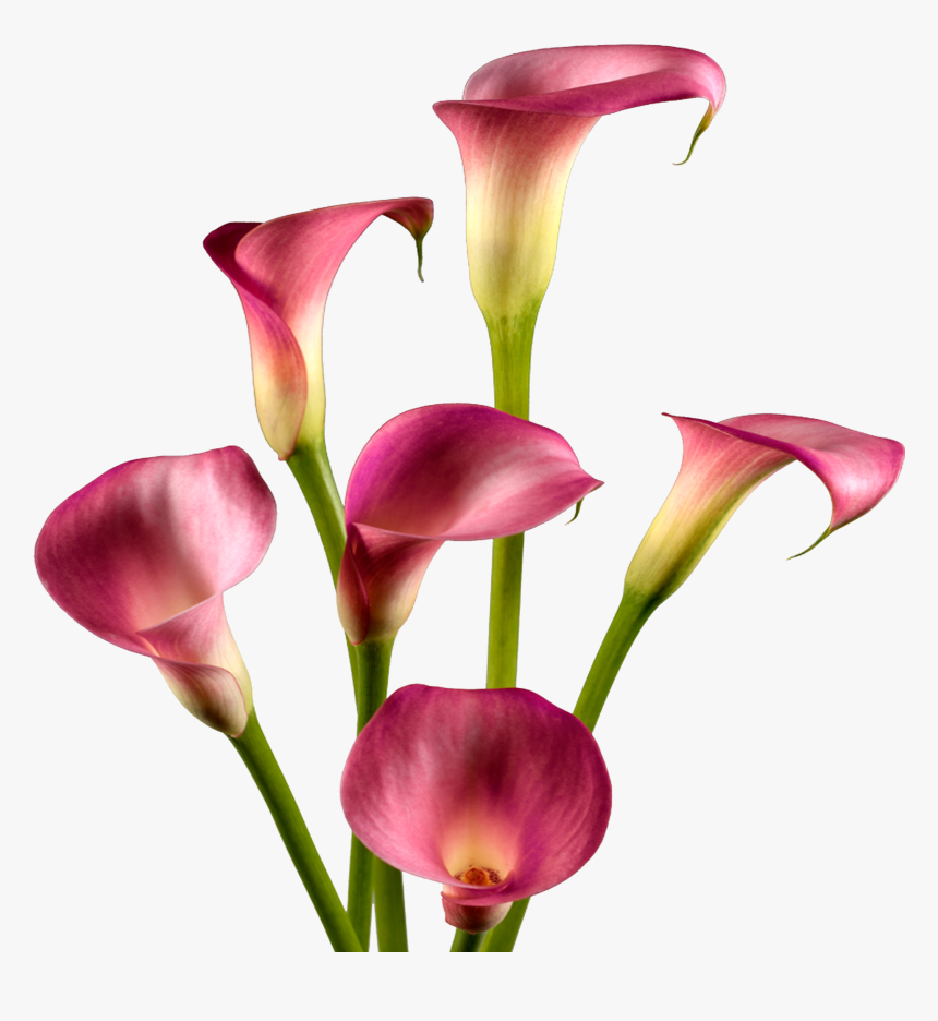 Calla Lily , Png Download - Lily, Transparent Png, Free Download