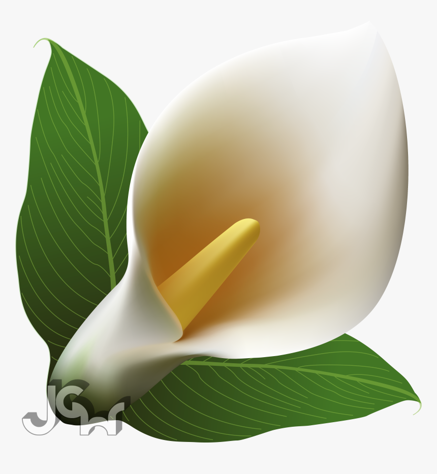 Arum , Png Download - Arum, Transparent Png, Free Download