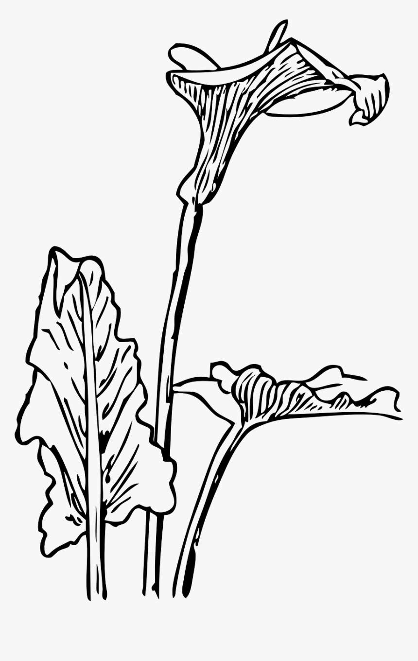 Gambar Bunga Lili Sketsa - Gambar Ngetrend dan VIRAL