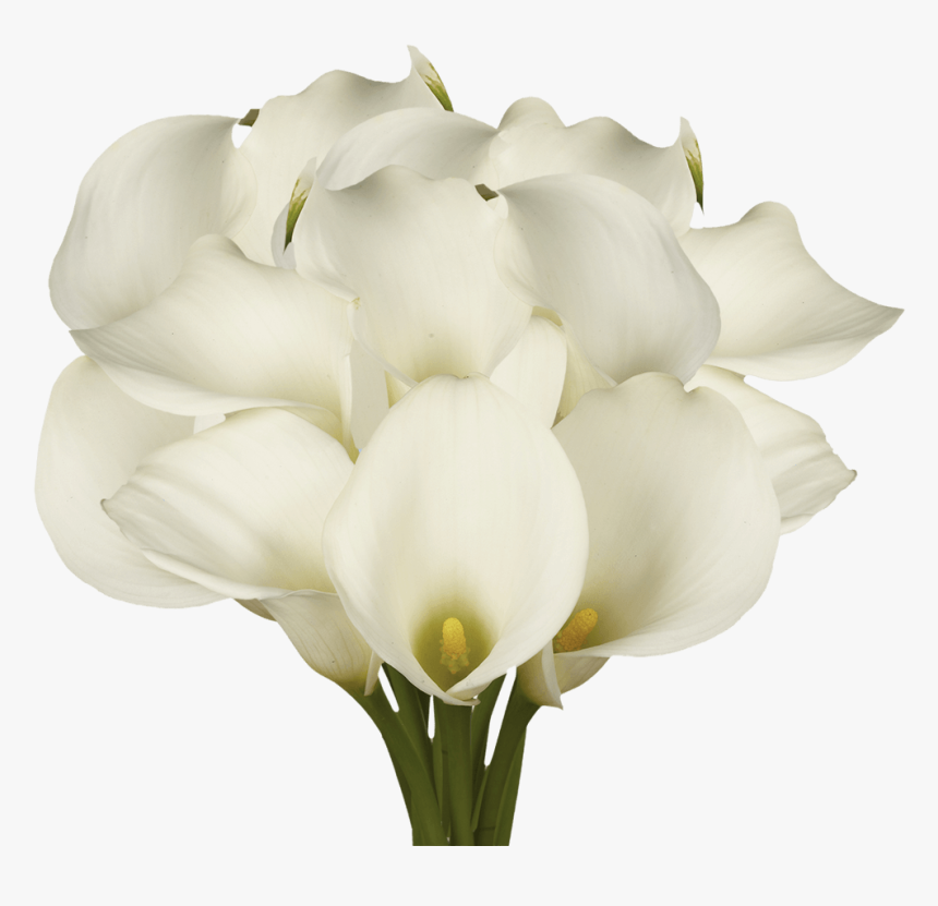 Best White Open Cut Calla Lilies - Cut Flowers, HD Png Download, Free Download