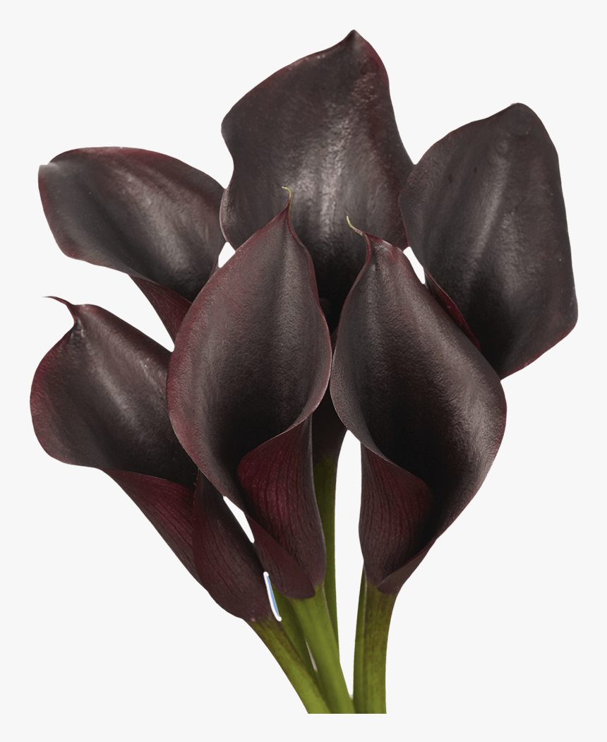 Tulip, HD Png Download, Free Download