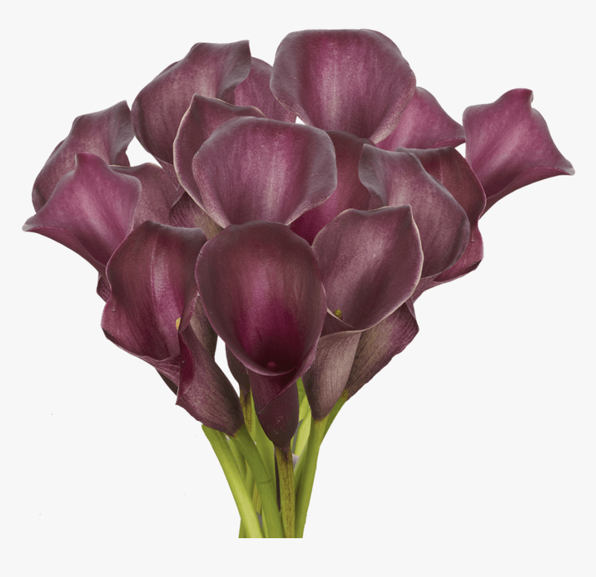 Fresh Purple Calla Lily Flowers - Giant White Arum Lily, HD Png Download, Free Download