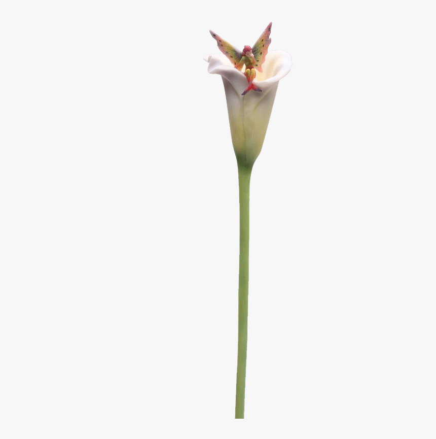 Calla Lily Stem Flitty Fairy Flower - Arum, HD Png Download - kindpng
