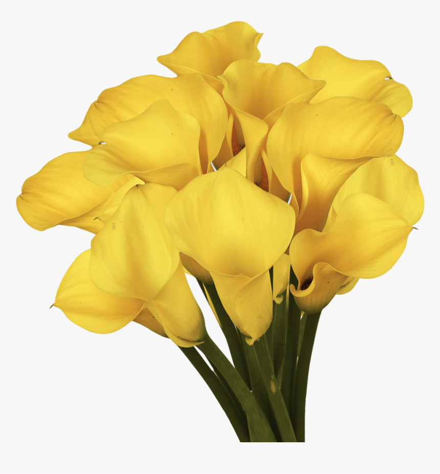 Beautiful Golden Yellow Calla Lily Flowers - Tulip, HD Png Download, Free Download