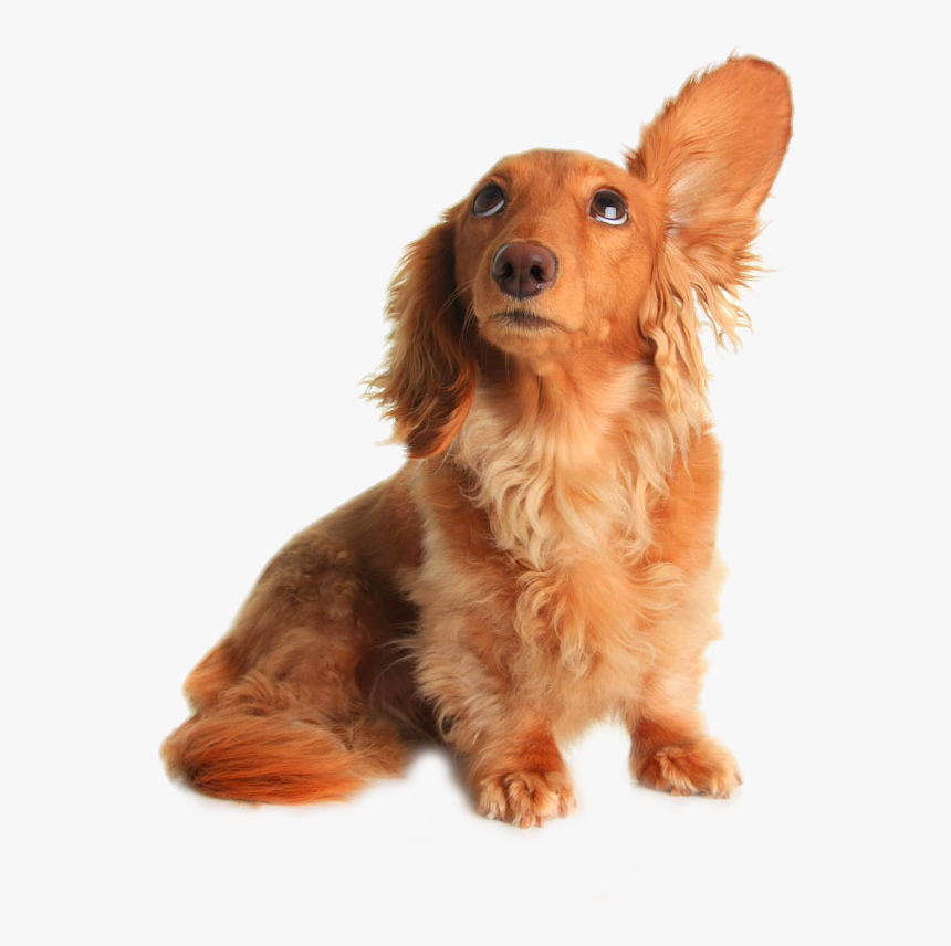 Dachshund Pet Sitting Dog Grooming Listening - Dog Listening Png, Transparent Png, Free Download