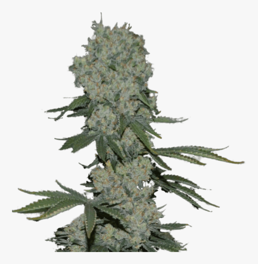 Enemy Of The State Feminised Seeds"
 Title="enemy Of - Enemy Of The State Weed, HD Png Download, Free Download