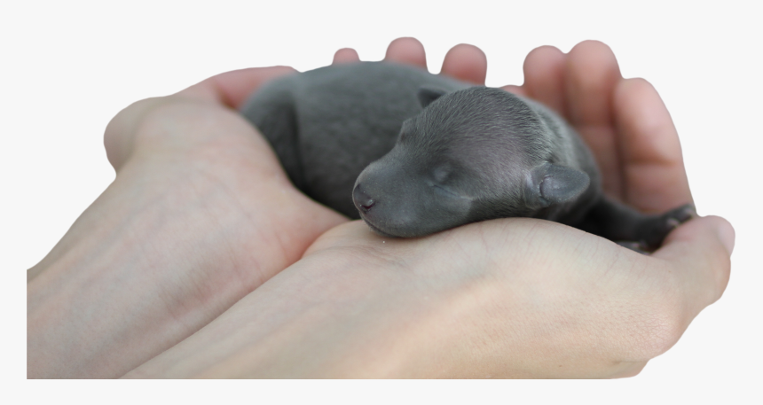 Cute Puppy Newborn Baby Dog Sleep Hand Mammal Transparent - Companion Dog, HD Png Download, Free Download