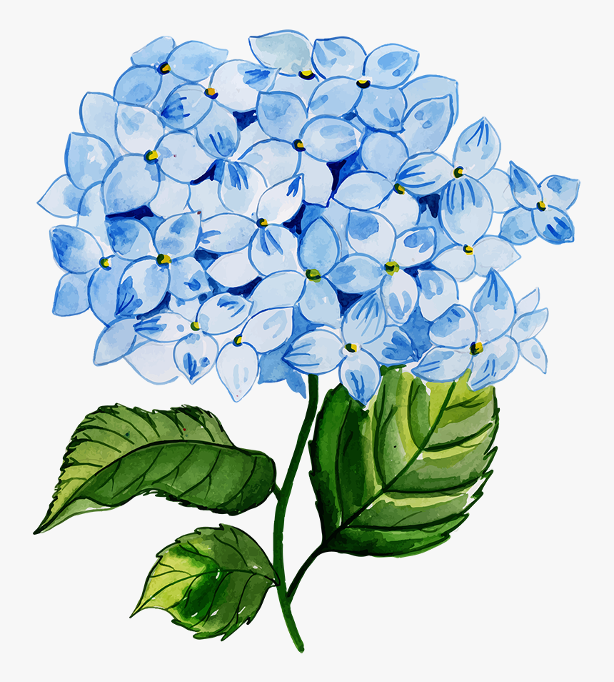 Hydrangea Serrata, HD Png Download, Free Download