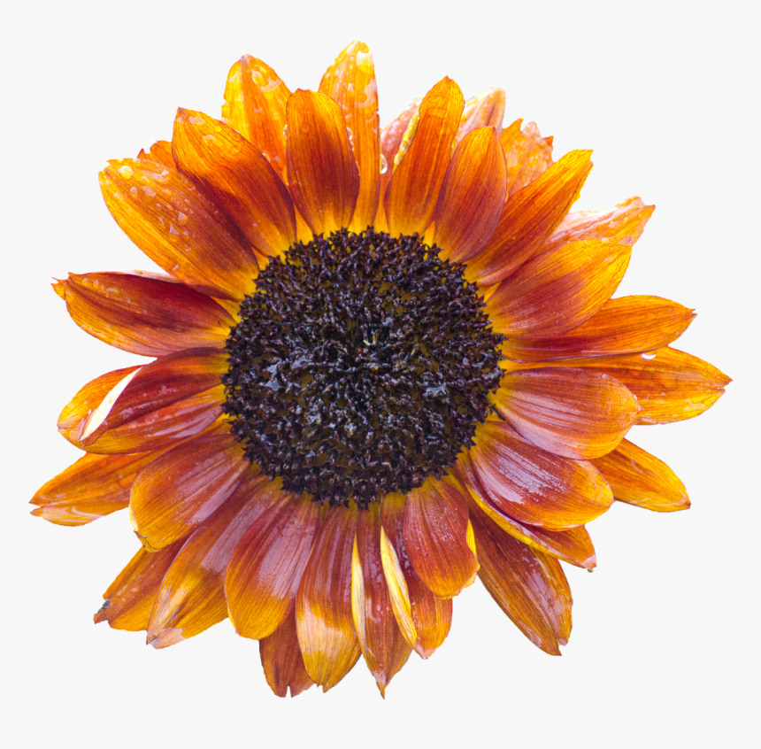 Sun Flower Blossom Bloom Free Photo - Gėlės Žiedas Png, Transparent Png, Free Download