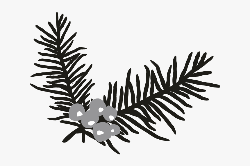 Holly Branch Motif , Png Download - Illustration, Transparent Png, Free Download