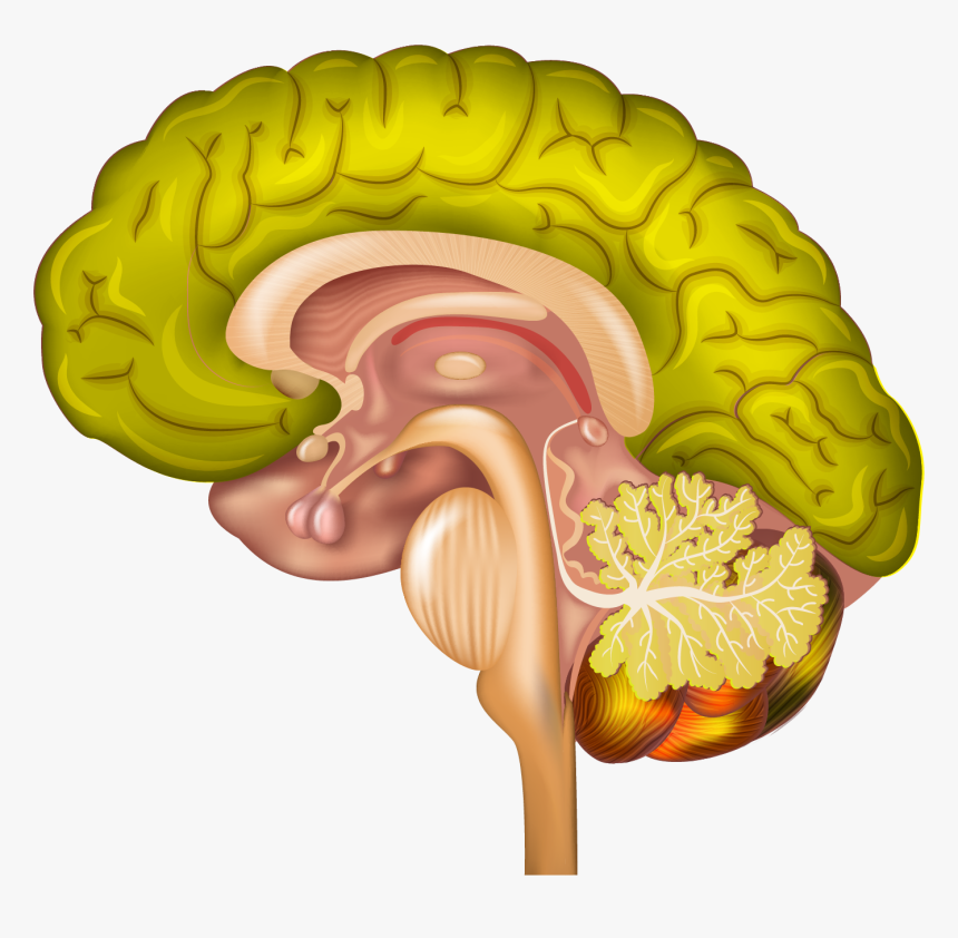 Córtex Pré Frontal Ventromedial, HD Png Download, Free Download