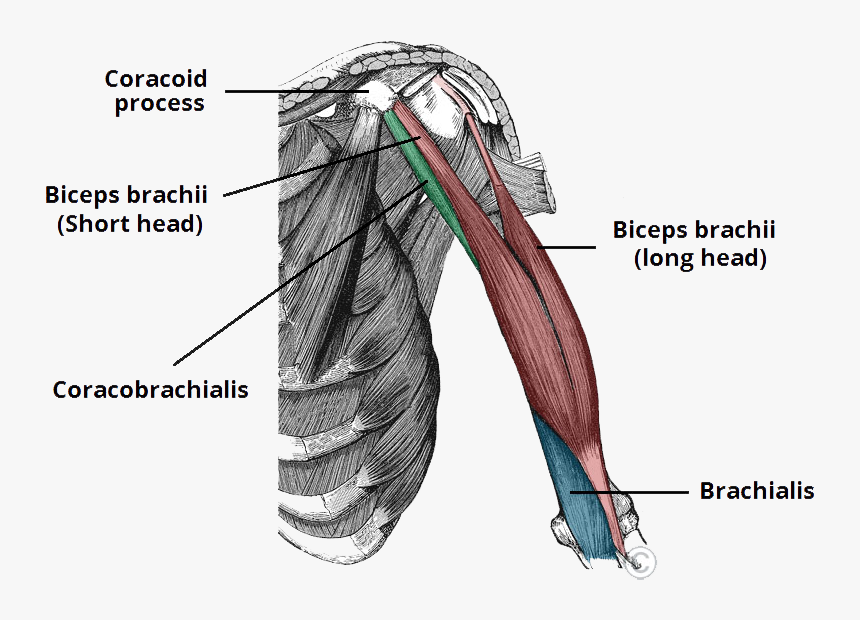 Coracobrachialis And Biceps Brachii, HD Png Download, Free Download