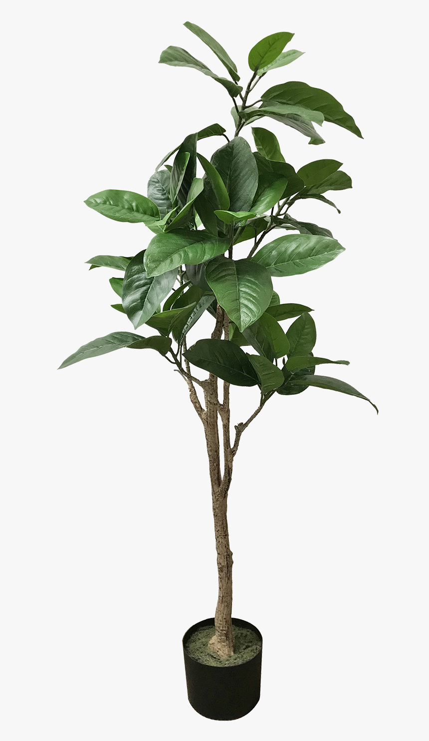 Artificial Potted Tropical Tree - Bay Laurel, HD Png Download, Free Download