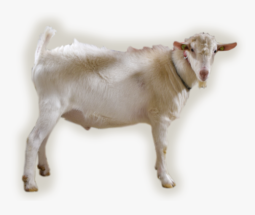 Nl/abc/upload/bokfoto1 Jacob - Goat, HD Png Download, Free Download