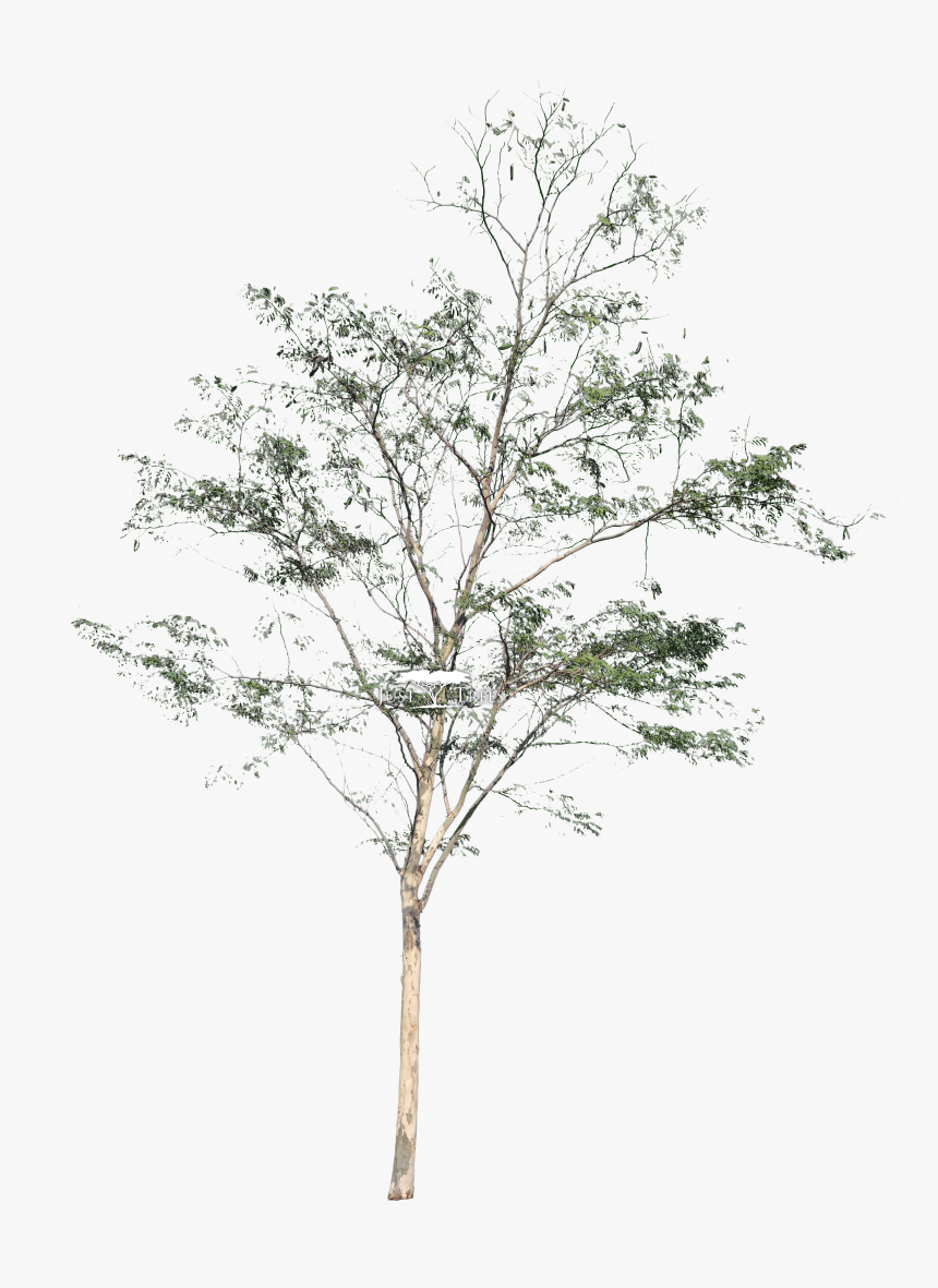 Transparent Autumn Tree Png - Pond Pine, Png Download, Free Download