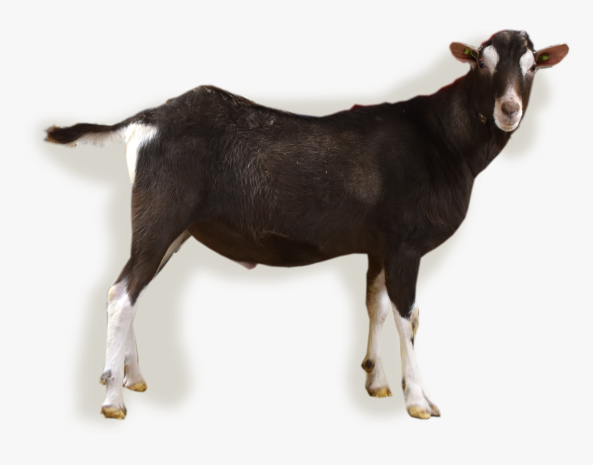 Nl/abc/upload/bokfoto1 Zion - Goat, HD Png Download, Free Download