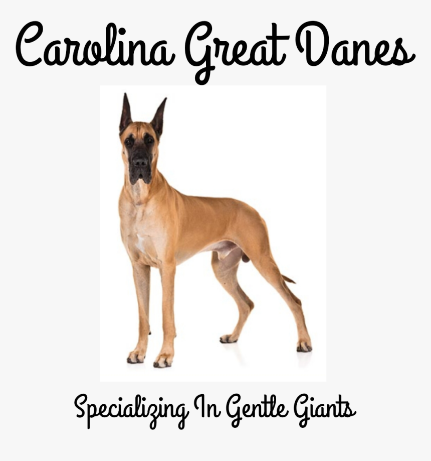 Picture - Great Dane, HD Png Download, Free Download