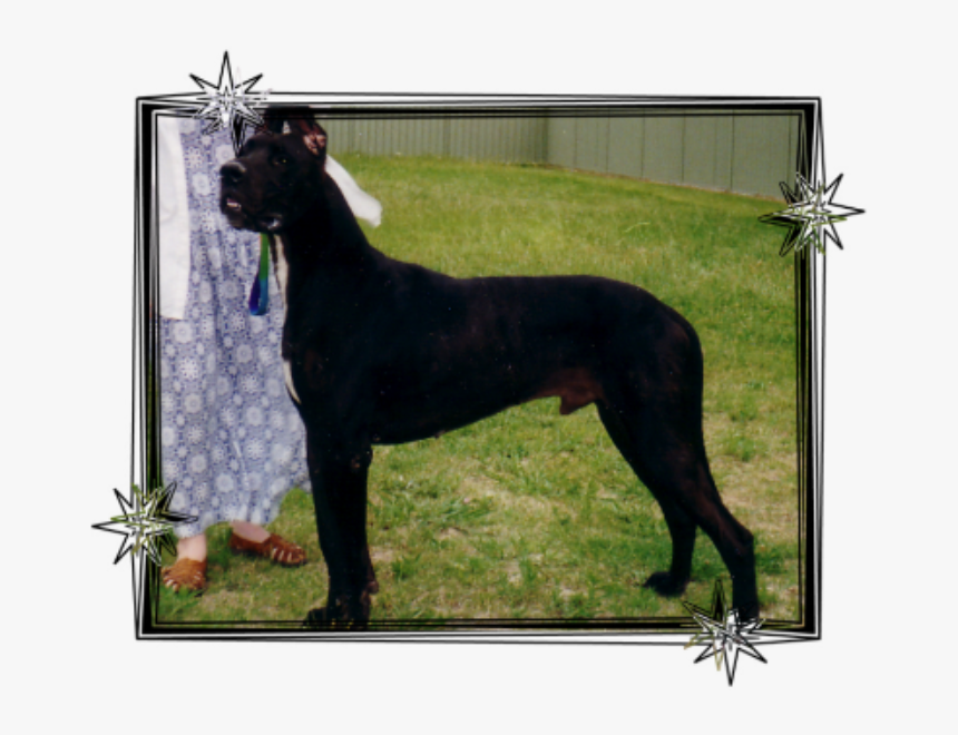 Great Dane, HD Png Download, Free Download