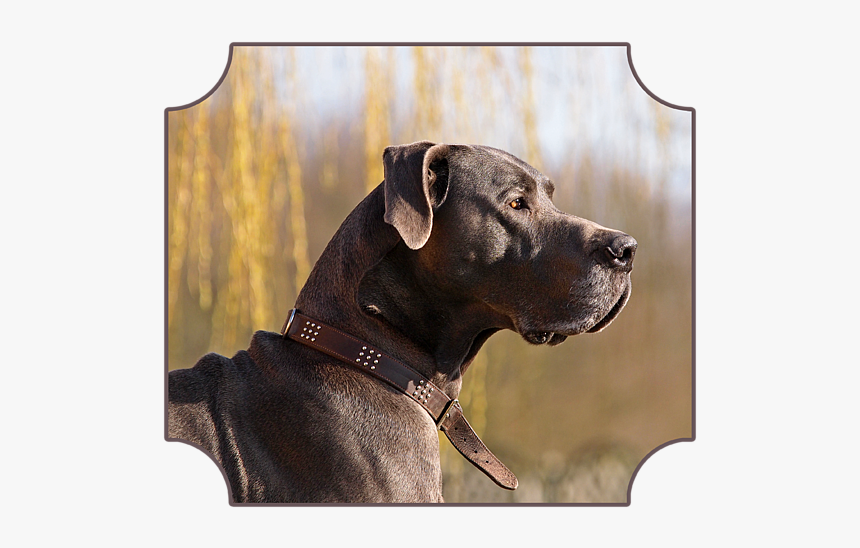 Great Dane, HD Png Download, Free Download