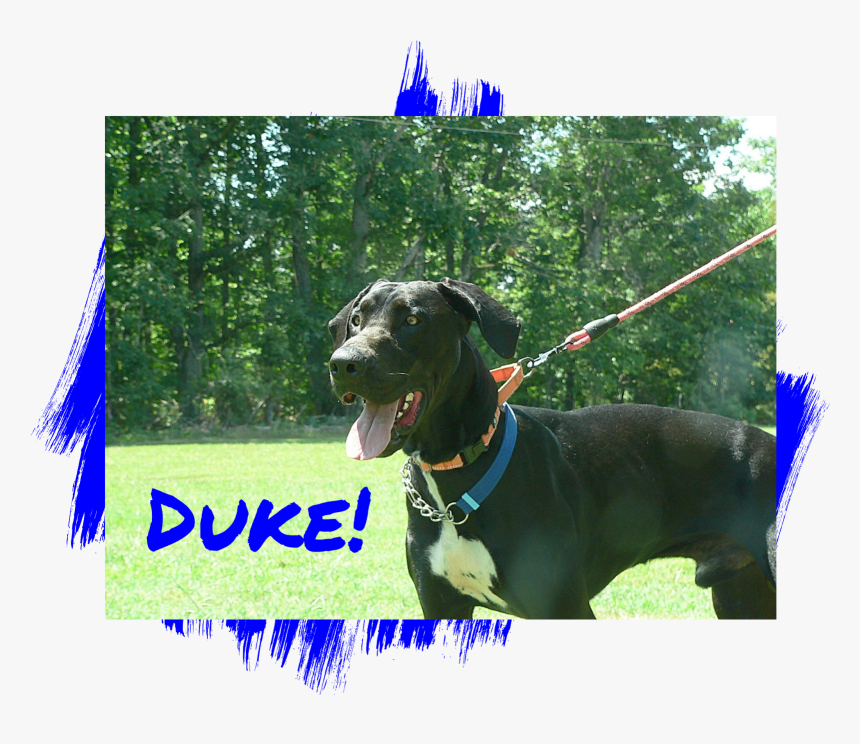 Great Dane Adoption - Dog Catches Something, HD Png Download, Free Download