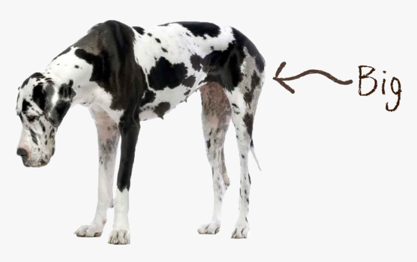 Dog Big - Great Dane And English Bulldog, HD Png Download, Free Download