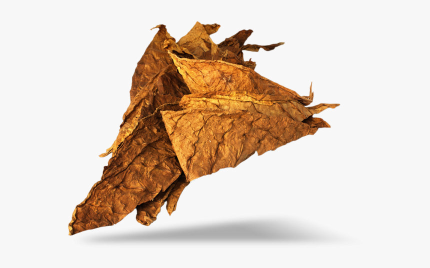 Tobacco Png Image - Tabaccoo Leaf Png, Transparent Png, Free Download