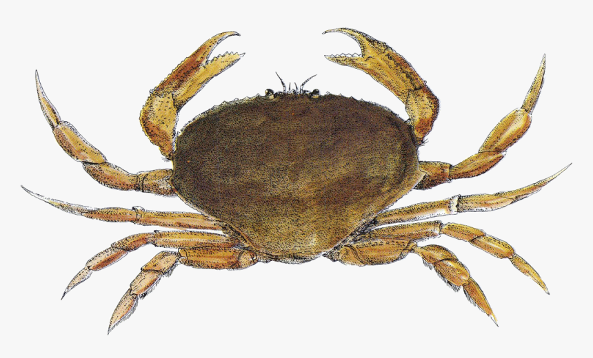 Crab Santa Monica Seafood Seafood Guide - Dungeness Crab, HD Png Download, Free Download