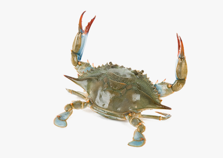 Chesapeake Blue Crab, HD Png Download, Free Download