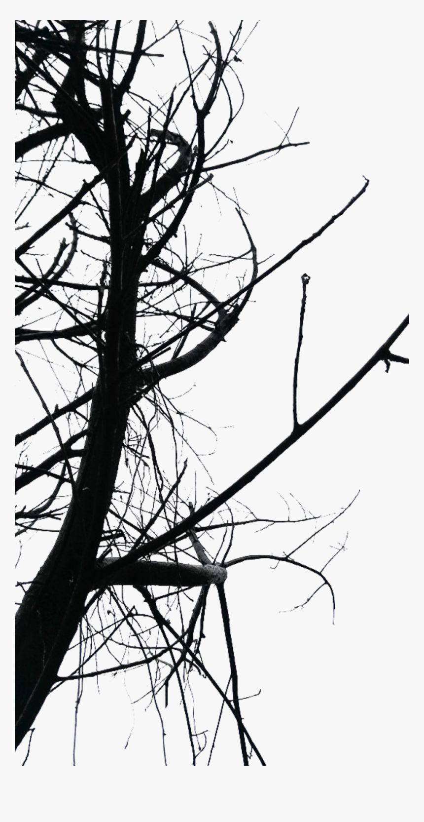 #ftestickers #halloween #darkart #tree #silhouette - Twig, HD Png Download, Free Download