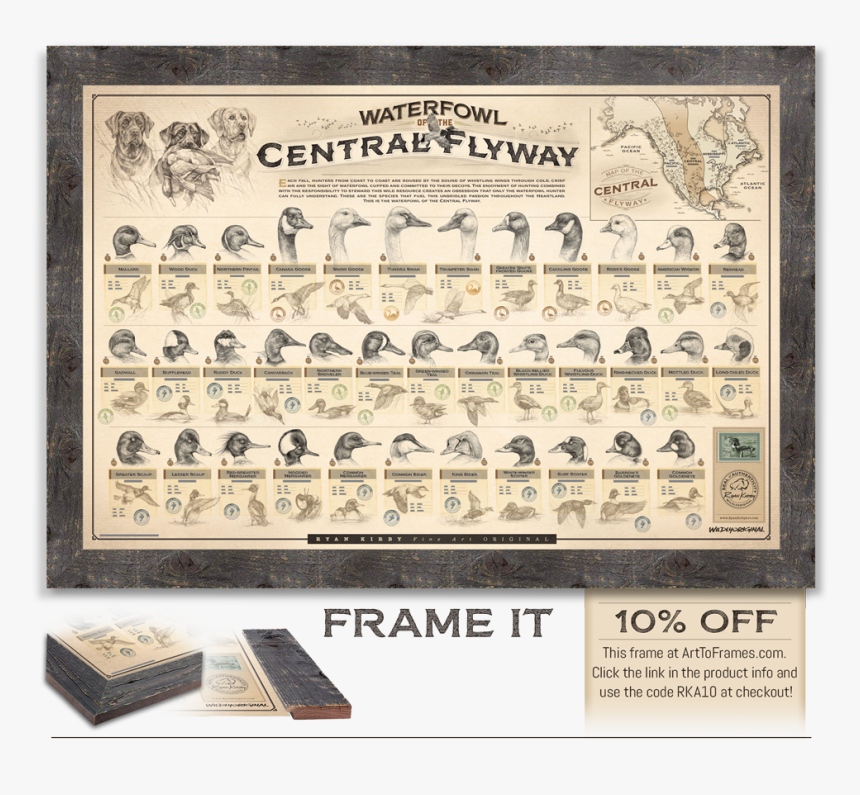 Ryan Kirby Waterfowl Central Flyway Framed Print - Waterfowl Of The Pacific Flyway, HD Png Download, Free Download