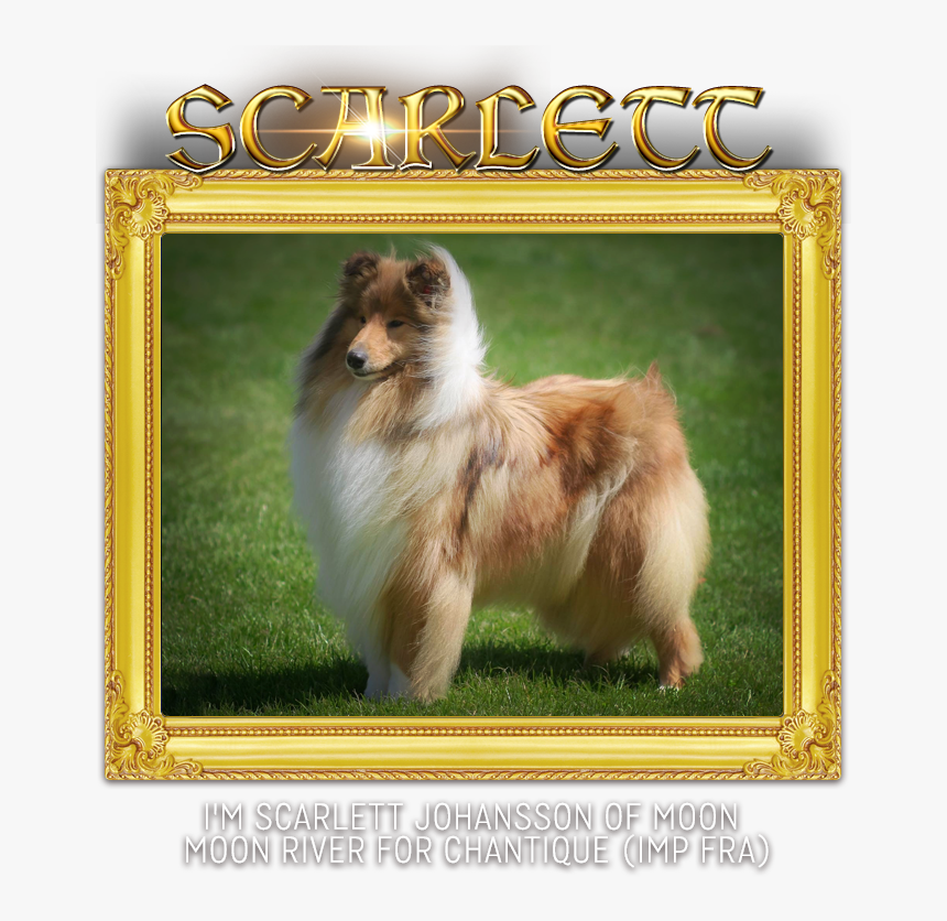 Chantique Rough Collies - Shetland Sheepdog, HD Png Download, Free Download