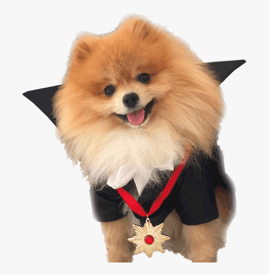 Pomeranian Dog, Home, Prince The Pomeranian - German Spitz Mittel, HD Png Download, Free Download
