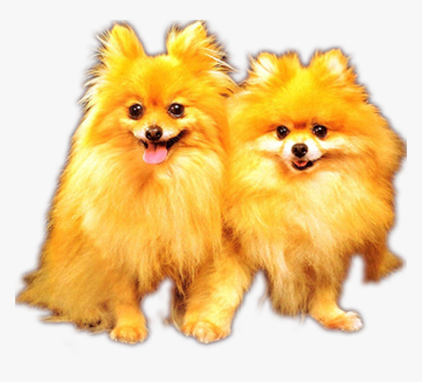 Picture Freeuse German Spitz Alaskan Malamute Puppy - Animal That Is Hairy Fur, HD Png Download, Free Download