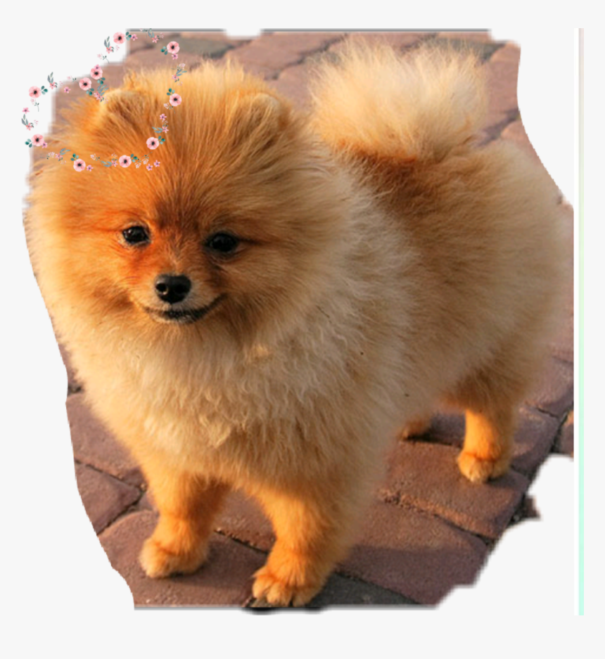#cute #pomeranian #dog #cute #amazing - Cachorro De R$ 300, HD Png Download, Free Download