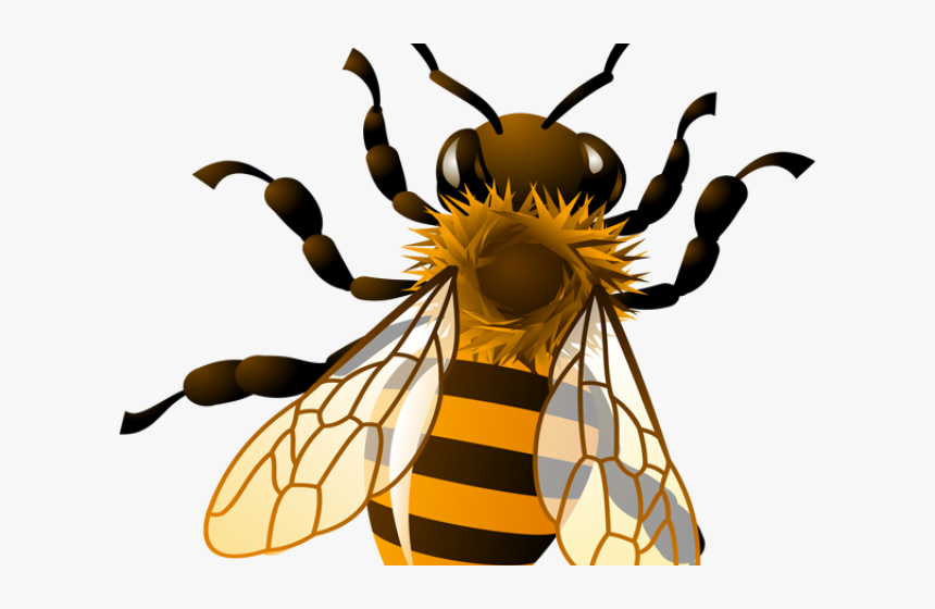 Bees Clipart Four - Transparent Background Honey Bee Clipart, HD Png Download, Free Download