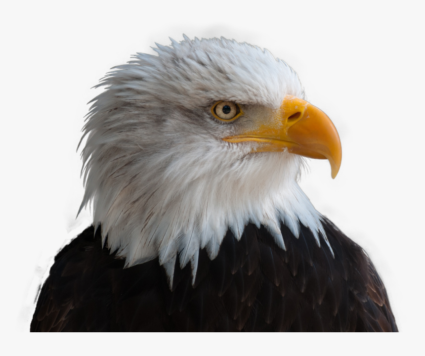 Transparent Bald Eagle Png, Png Download, Free Download