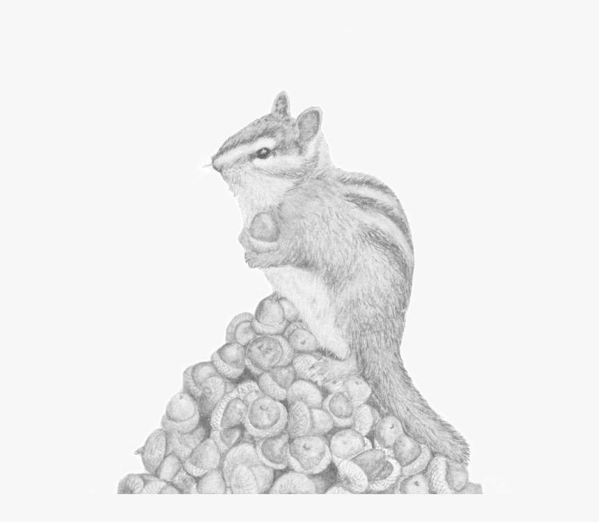 Hoardy, The Hoarding Chipmunk - Eastern Chipmunk, HD Png Download, Free Download