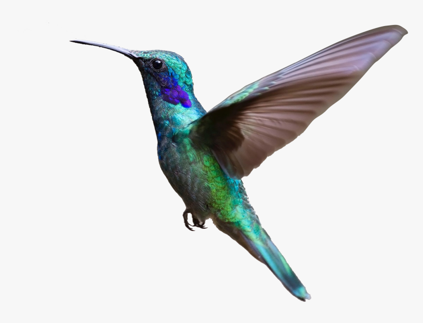About Us Portal Caribbean - Transparent Background Flying Transparent Birds, HD Png Download, Free Download