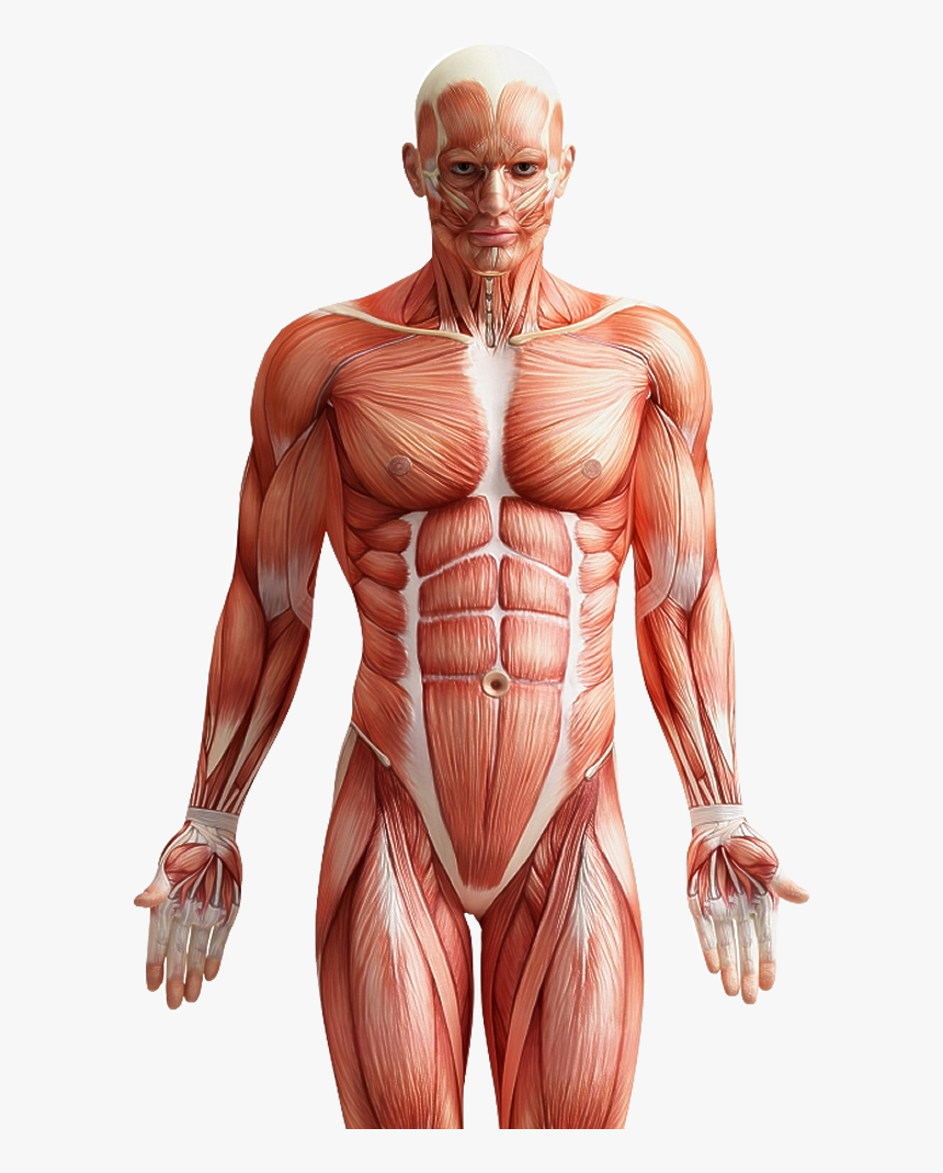 Muscle Fibers In Men Png Download Six Pack Abs Anatomy Transparent Png Kindpng - transparent six pack abs roblox