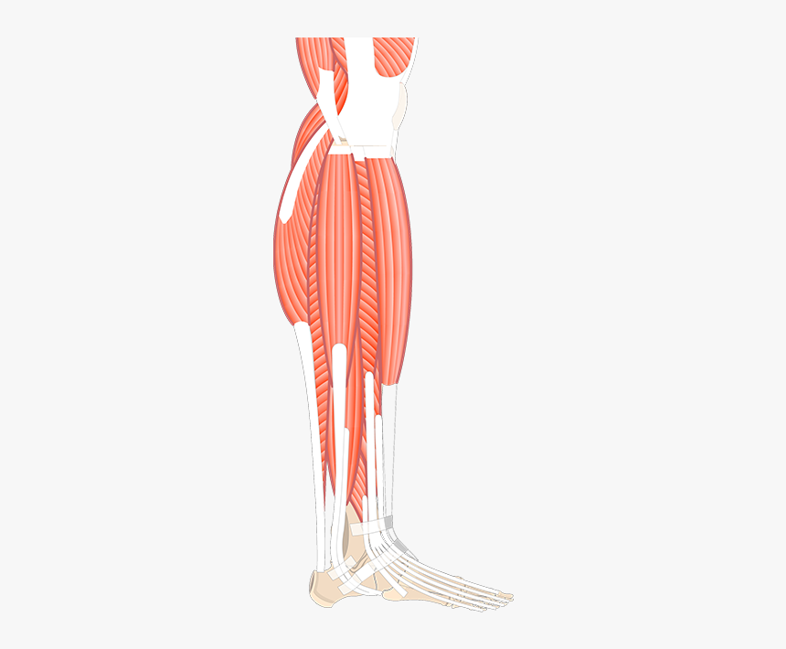 Leg Muscle Png, Transparent Png, Free Download