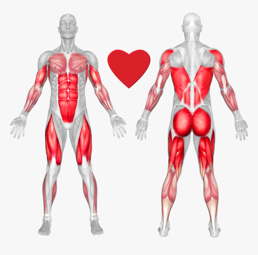 Muscles Do Deadlifts Work , Png Download - Rack Deadlift Muscles Worked, Transparent Png, Free Download